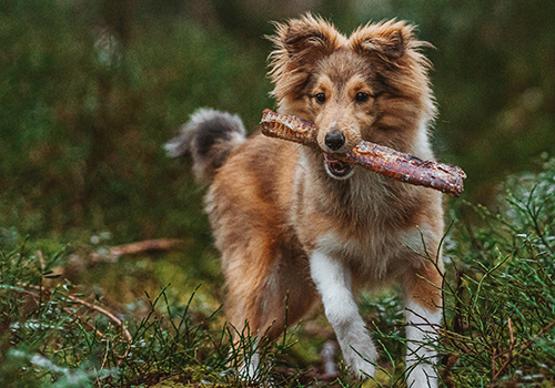 Hund hat Leckerli im Mund