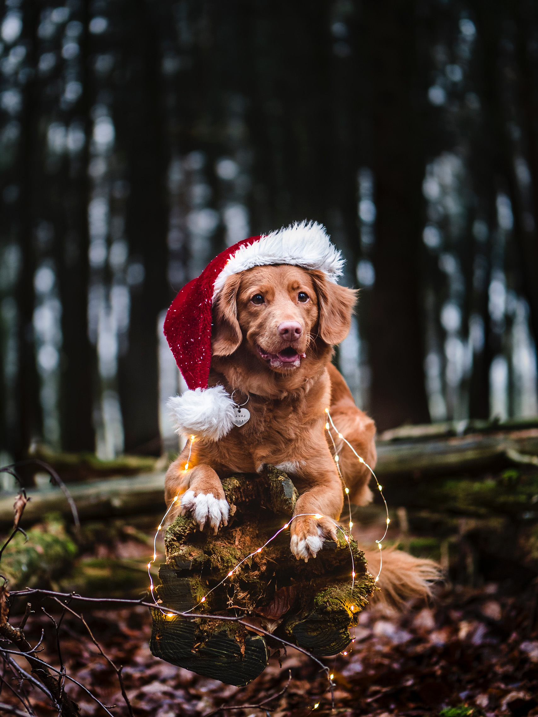 weihnachstzeit