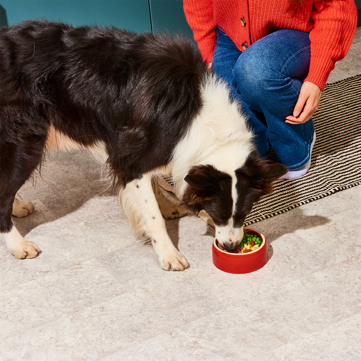 Nutriment Compact WELLNESS Schwarz-weißer Hund frisst aus rotem Napf, daneben kniet eine Person in Jeans und rotem Pullover.