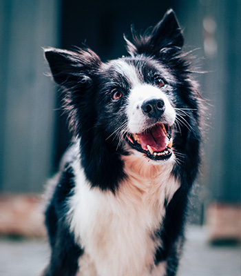 Hund wartet auf Futter