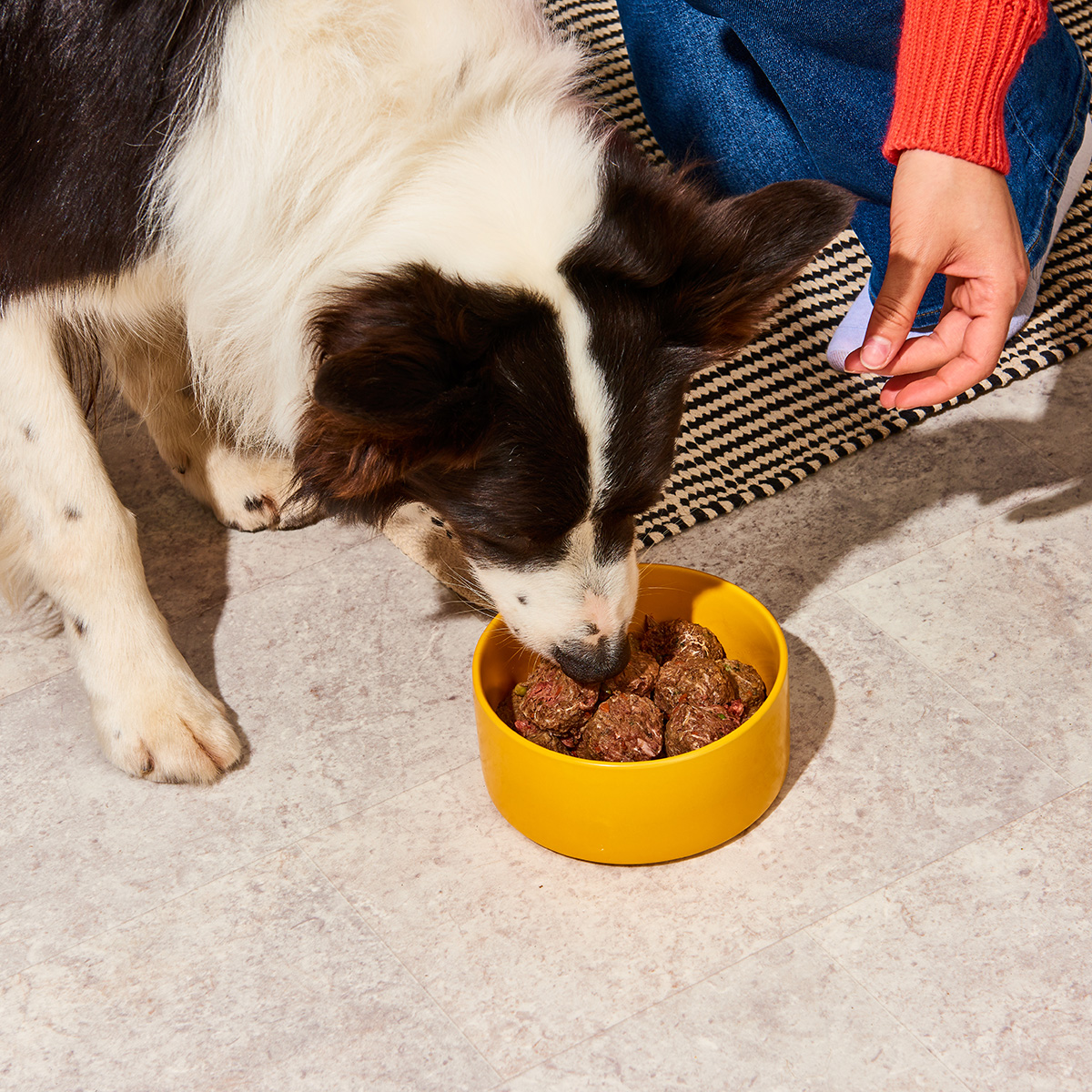 Nutriment BARF In One TRUTHAHN Schwarz-weißer Hund frisst aus gelbem Napf, daneben sitzt Person mit rotem Pullover und blauen Jeans