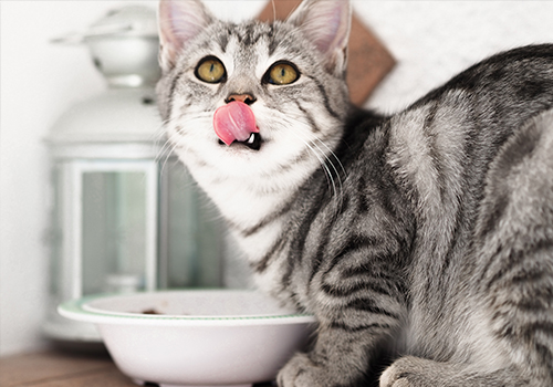 katze wartet auf essen