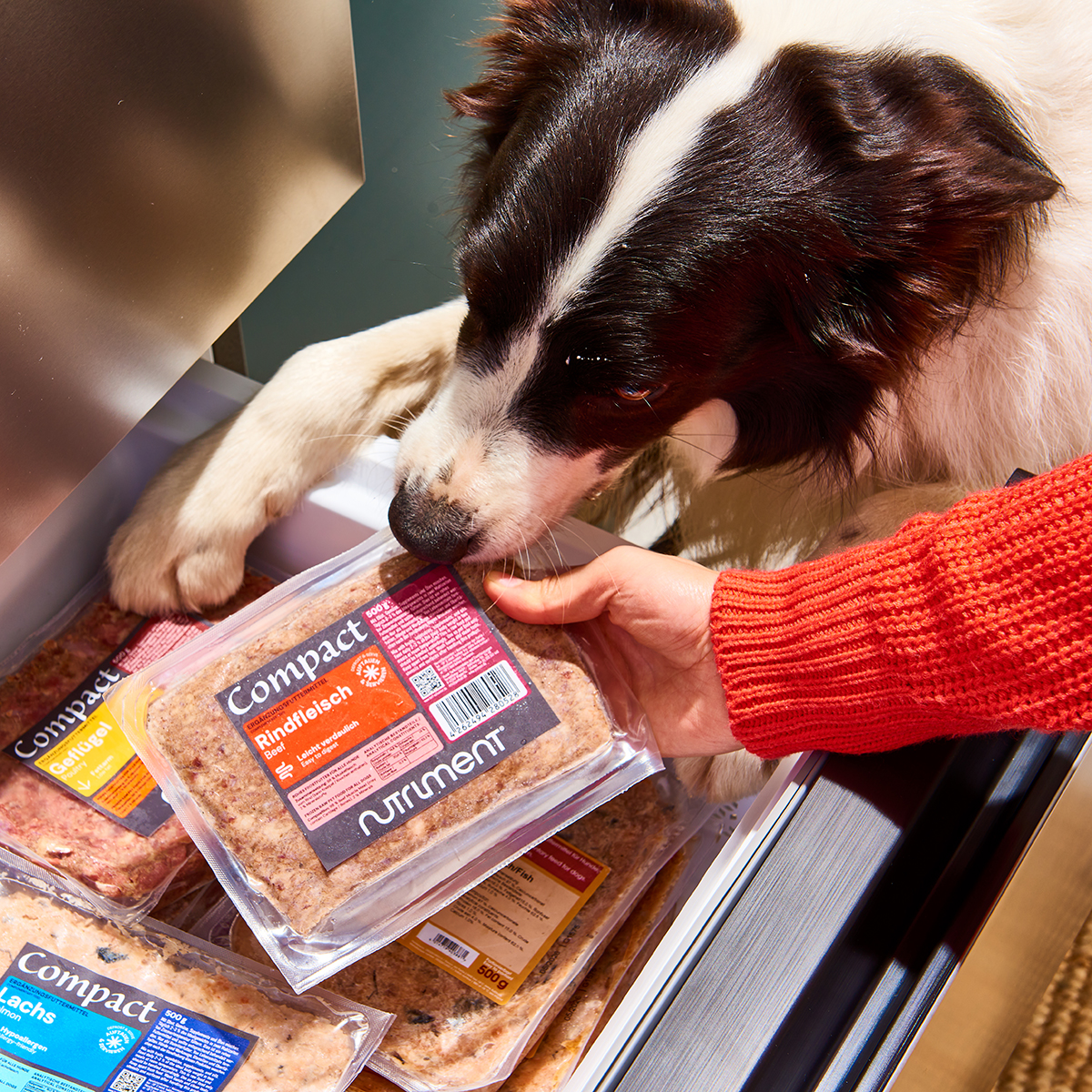 Nutriment Compact WELLNESS Hund schnuppert an einer Packung Rindfleisch-Nahrung aus einem Gefrierschrank, Hand hält die Packung