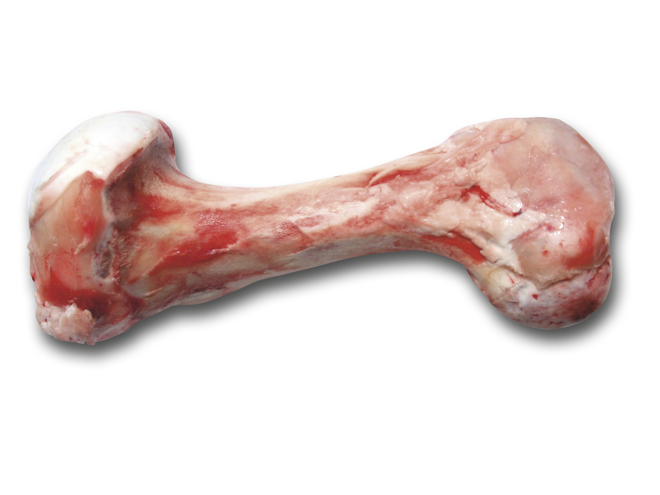 DIBO Kalbsröhrenknochen, gefroren - B.A.R.F.-Frostfutter für Hunde - 5 Stück
